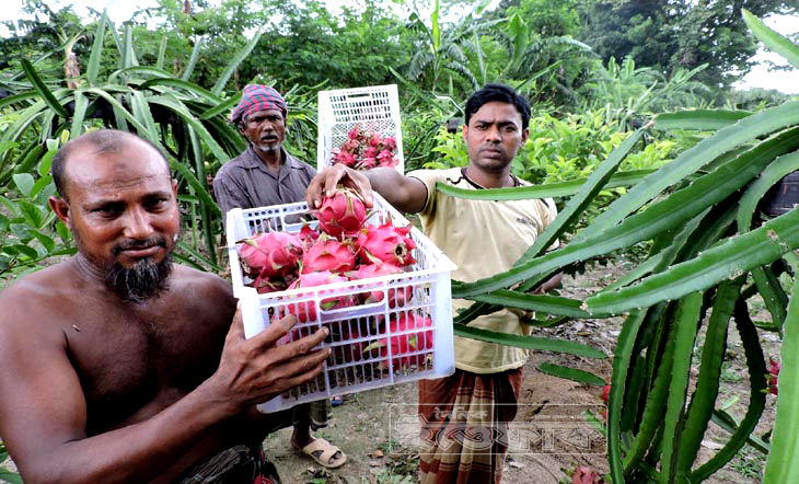 মাগুরায় জনপ্রিয় হচ্ছে ‘ড্রাগন’ চাষ
