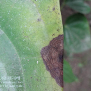 পানের পাতা পঁচা রোগ