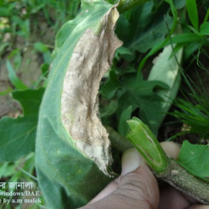 বেগুনের ভার্টিসিলিয়াম উইল্ট রোগ