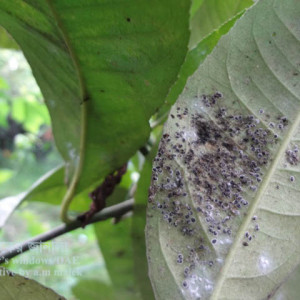 লেবুর কাল মাছি পোকা