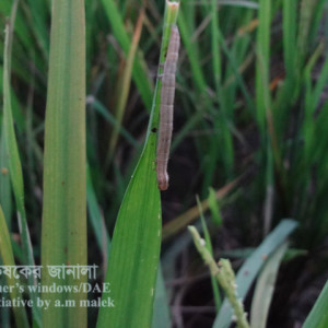 ধানের শীষ কাটা লেদা পোকা