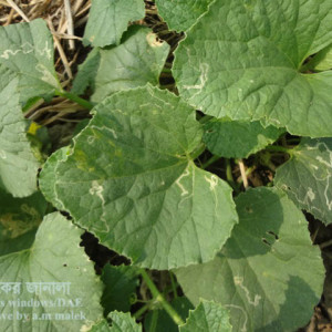 বাঙ্গির পাতা সুড়ঙ্গকারী পোকা