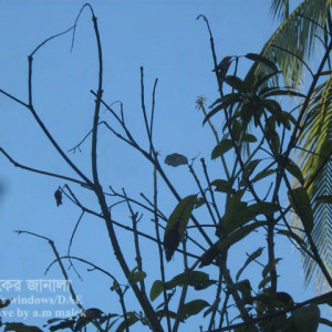 আমের আগা মরা রোগ