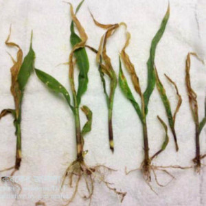 ভুট্টার ইক্ষু বিটল পোকা