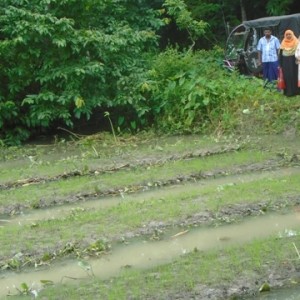 ঝালকাঠি সদরের উপসহকারী কৃষি কর্মকর্তা গন ভাসমান বীজতলা প্রদর্শনী করেন