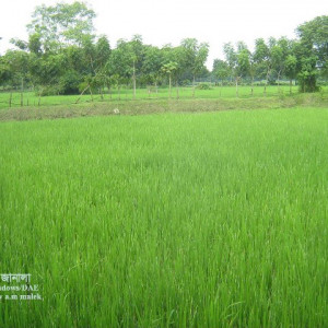 পামরী পোকা