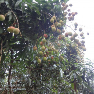 লিচুর এনথ্রাকনোজ রোগ