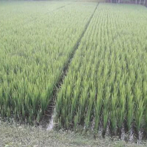 লাইন লোগো পদ্বতি