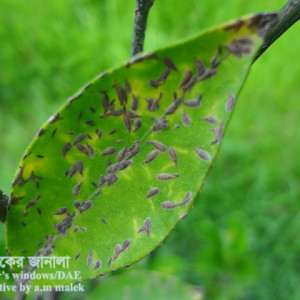 মালটার স্কেল ইনসেক্ট বা খোসা পোকা