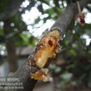 বাতাবি লেবুর কান্ড ছিদ্রকারী পোকা