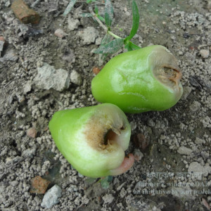জামরুলের ফল পচা রোগ