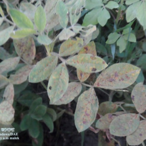 চীনাবাদামের পাতার মরিচা রোগ